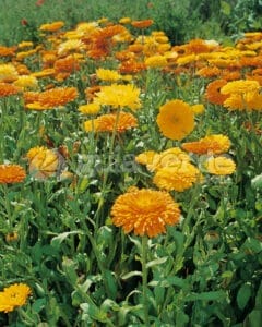 CALENDULA OFFICINALIS